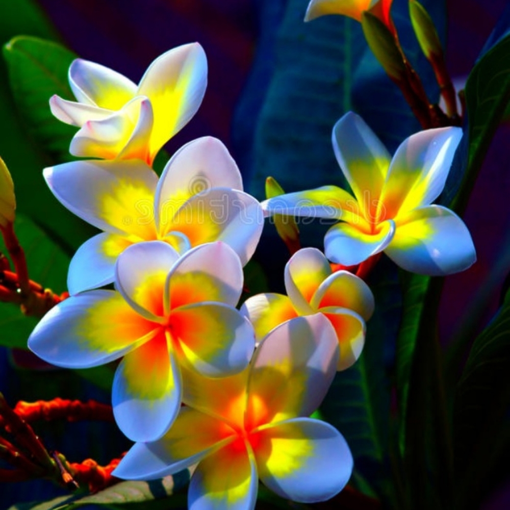 Meet your Posher, Stephani